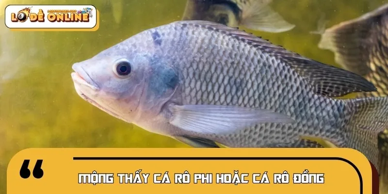 Cá rô đồng mang đến điềm báo về sự ổn định trong gia đạo